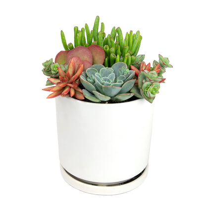 Desert Fire Live Succulent Collection for Indoor and Outdoor Spaces