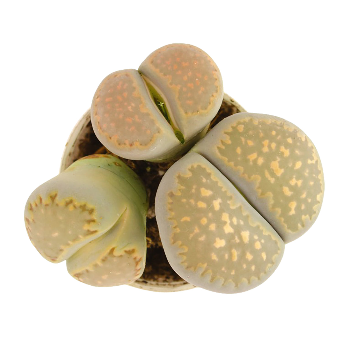 A close-up of a small Lithops succulent plant, also known as a living stone, with fleshy oval leaves in pale beige and green tones speckled with yellow.