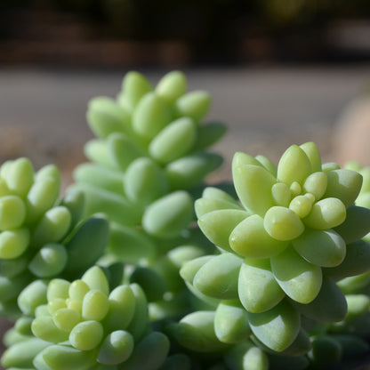 Easy-care Sedum morganianum hybrid for beginners