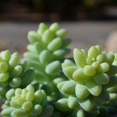 Sedum Burrito Succulent: Cascading Blue Green Succulent - Sedum Morganianum Hybrid - (3.5") - Easy Plant Care - Live Succulents & Houseplants - Great for Beginners