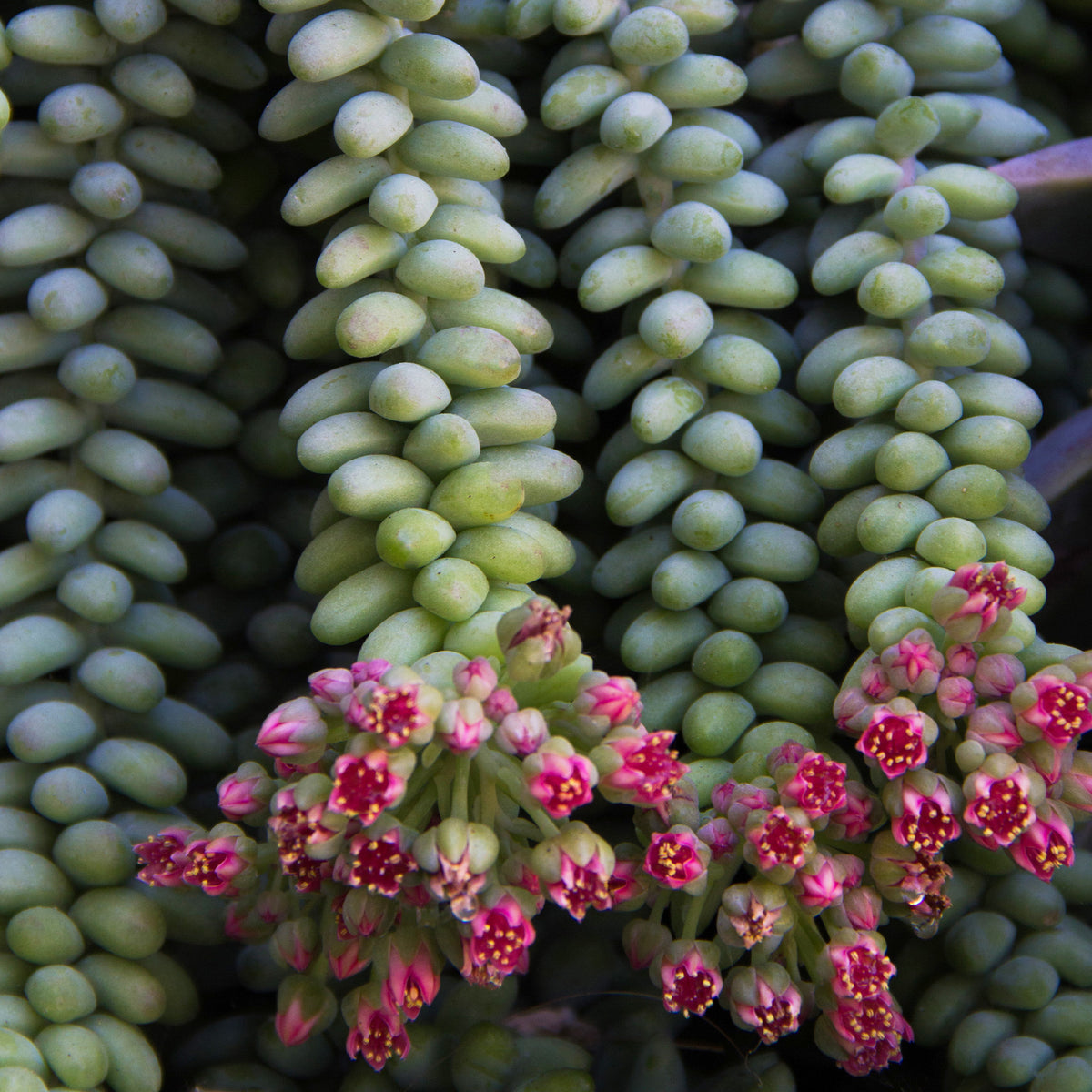Sedum Burrito succulent with cascading blue-green foliage