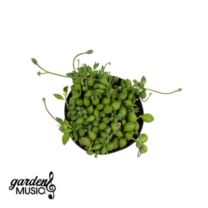 Garden Music Senecio String of Raindrops – Unique Trailing Succulent Plant
