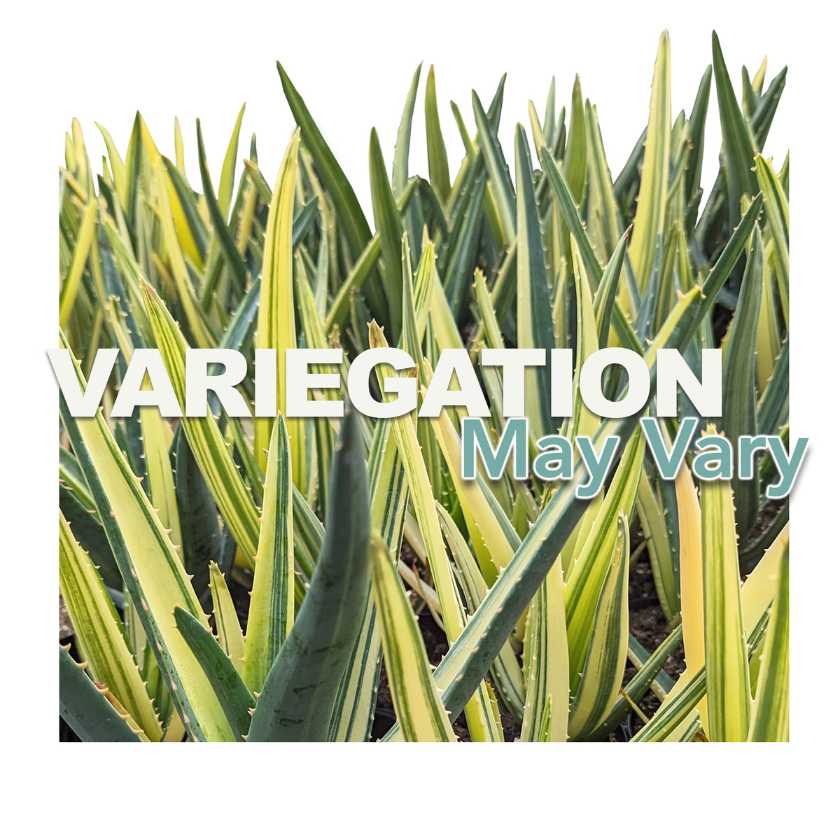 Infographic explaining that the variegation may vary