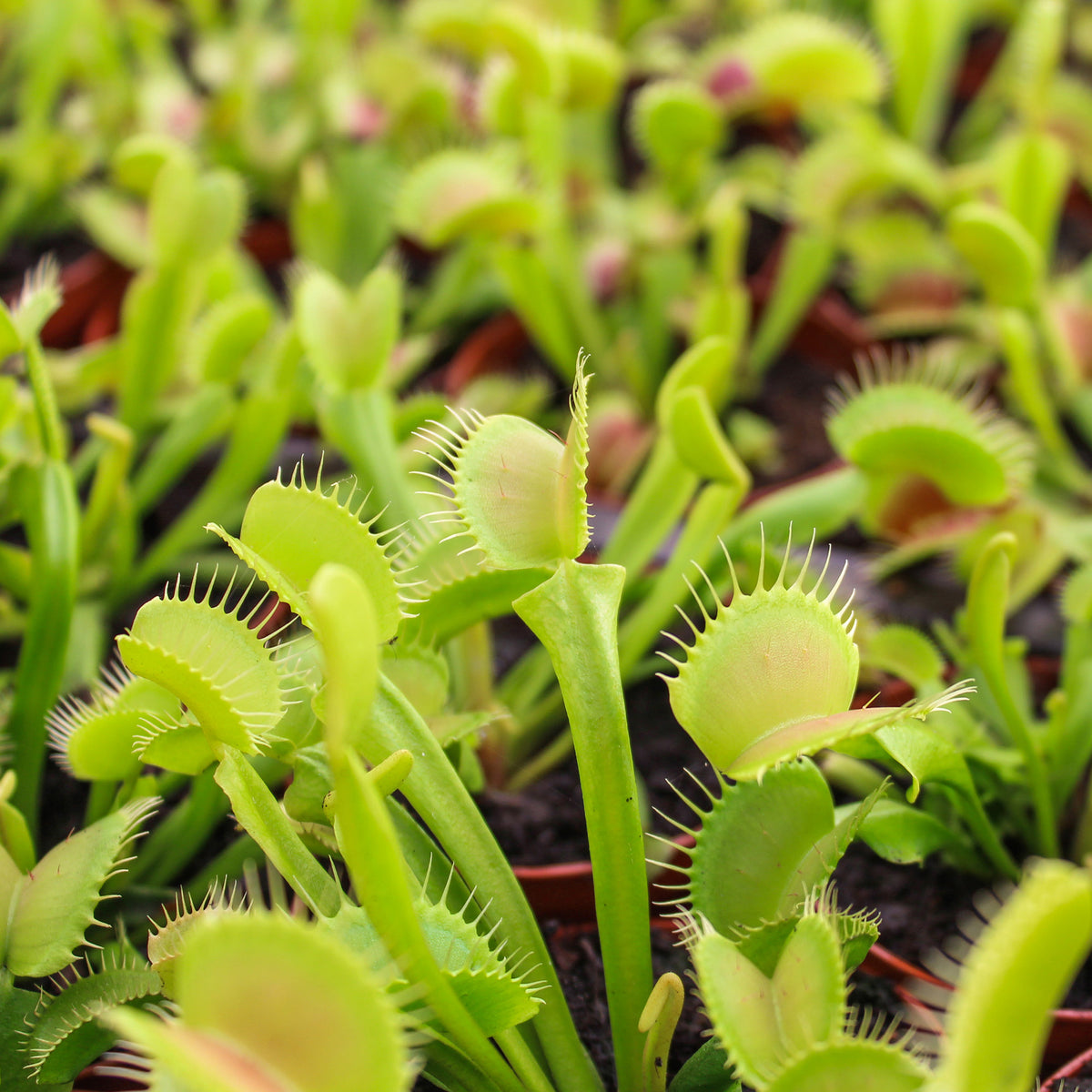 Non-Toxic Venus Flytrap Plant with Vibrant Green Carnivorous Traps