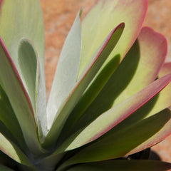 Flapjacks Succulent Plant: Colorful Paddle Succulent with Large Leaves - Kalanchoe Luciae - (3.5") - Easy Plant Care - Unique Succulents - Great for Beginners