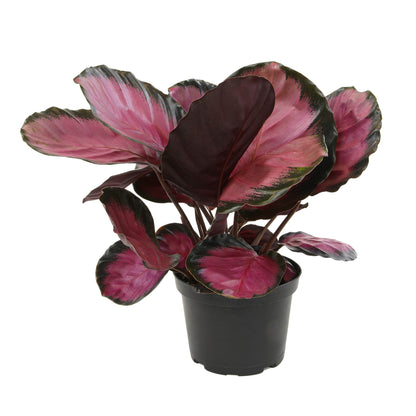 A potted Calathea roseopicta 'Purple Rose' houseplant with vibrant purple and black leaves, bordered in green.