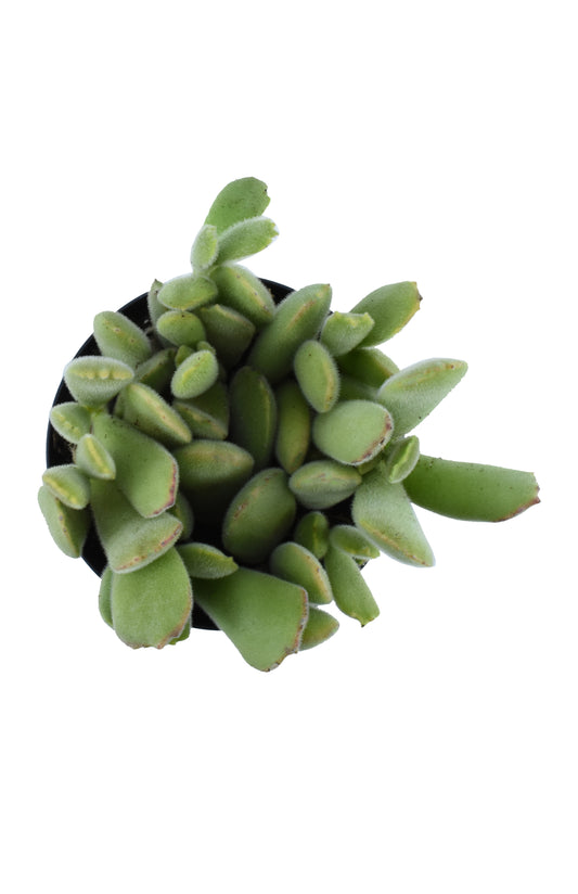 Cotyledon ladismithiensis ‘Variegata’ “Variegated Bear's Paw”