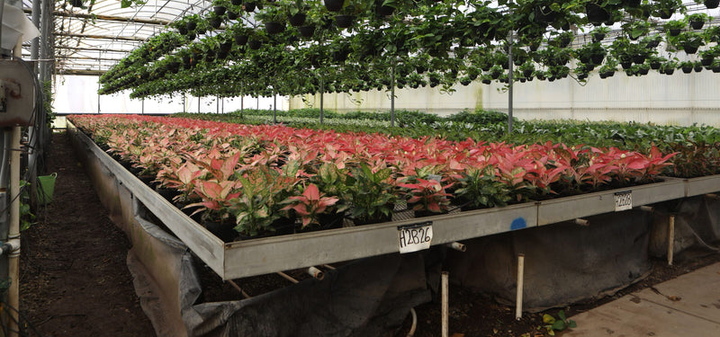 Rows of red and green ornamental plants arranged in long metal trays inside a greenhouse