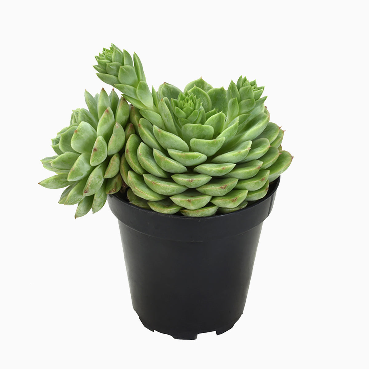 Lime n’ Chile Hen and Chicks Succulent with Striking Layered Rosette Leaves