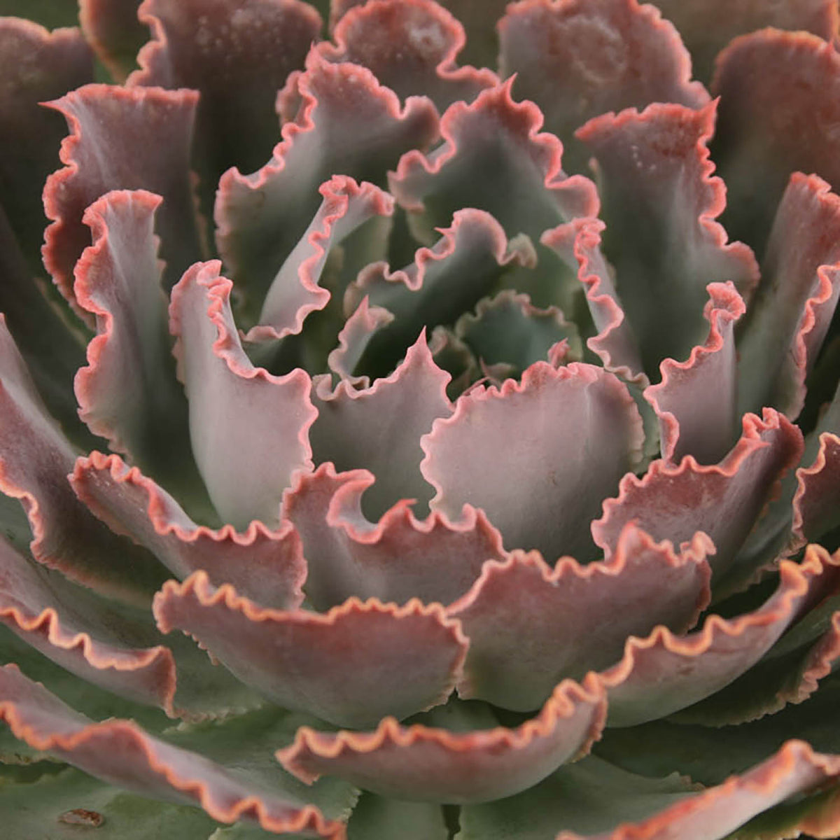 Echeveria ‘Neon Breakers’ drought-tolerant succulent plant