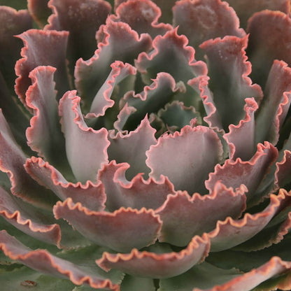 Echeveria ‘Neon Breakers’ drought-tolerant succulent plant