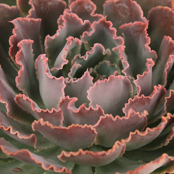 neon breaker succulent echeveria_neon_breakers_final_1_600x.jpg?v=1741823749
