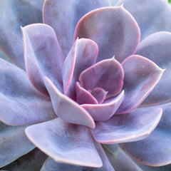 Echeveria ‘Perle von Nurnberg’: Purple, Pink Succulent - Pet-friendly Plant for Cats & Dogs - (3.5") - Drought Tolerant Succulents - Non-toxic Houseplants & Live Plants - Easy Plant Care – Flowering Houseplant