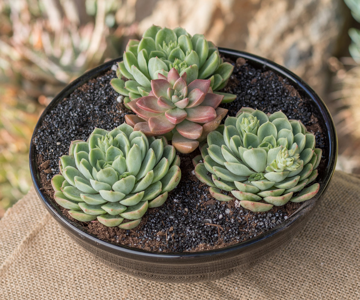 Echeveria Lime n’ Chile Live Succulent with Compact Rosette Growth