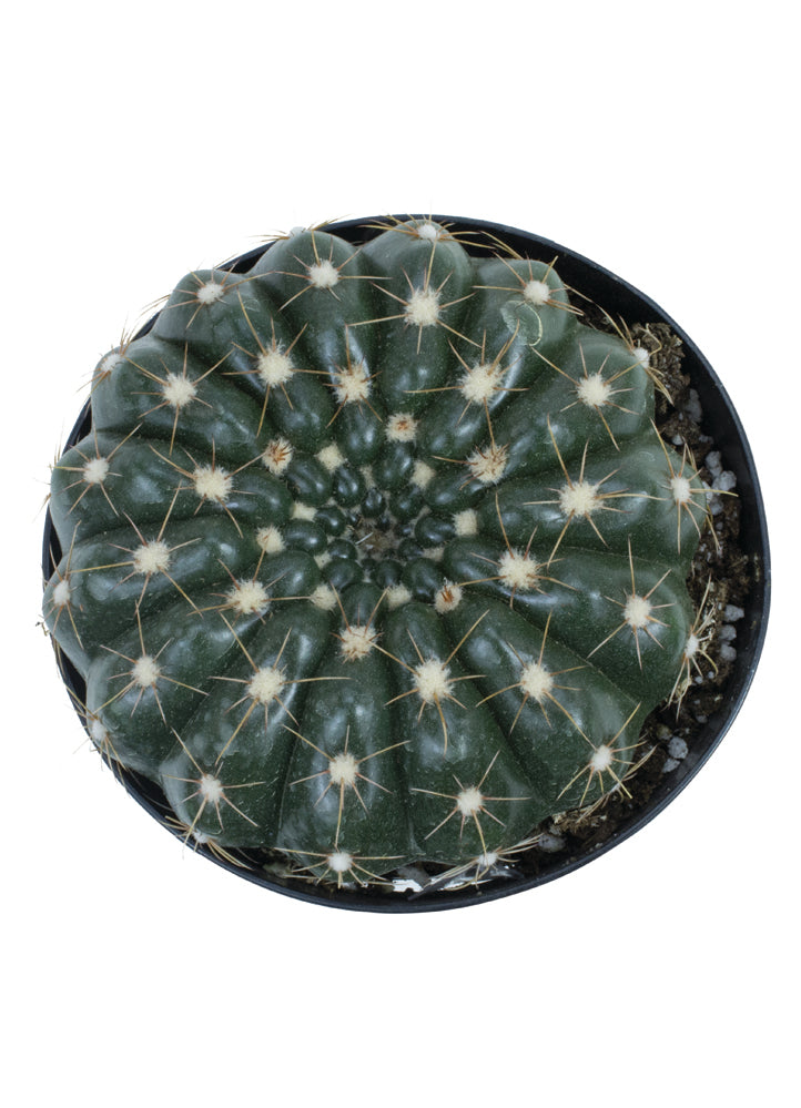Notocactus uebelmannianus rare purple-flowering cactus