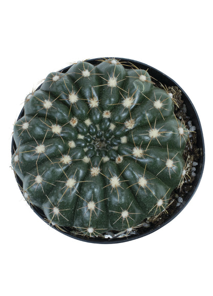 Notocactus uebelmannianus rare purple-flowering cactus