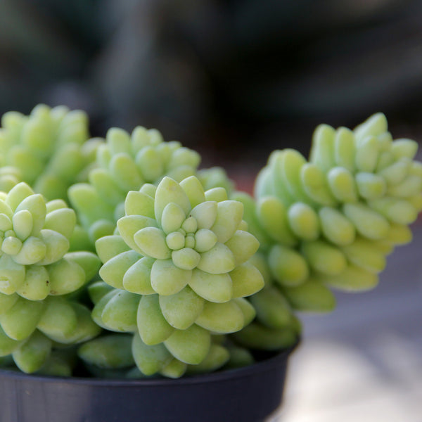 burrito succulent care sedum_burrito_1_600x.jpg?v=1741833435