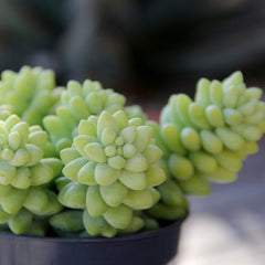 Sedum Burrito Succulent: Cascading Blue Green Succulent - Sedum Morganianum Hybrid - (3.5") - Easy Plant Care - Live Succulents & Houseplants - Great for Beginners