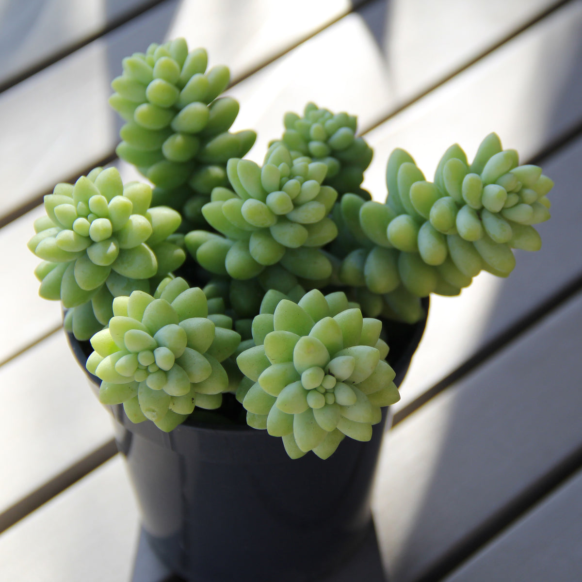 Sedum morganianum hybrid trailing succulent plant in pot