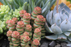 3PK 3.5" DESERT FIRE SUCCULENTS Live, easy to care for succulent
