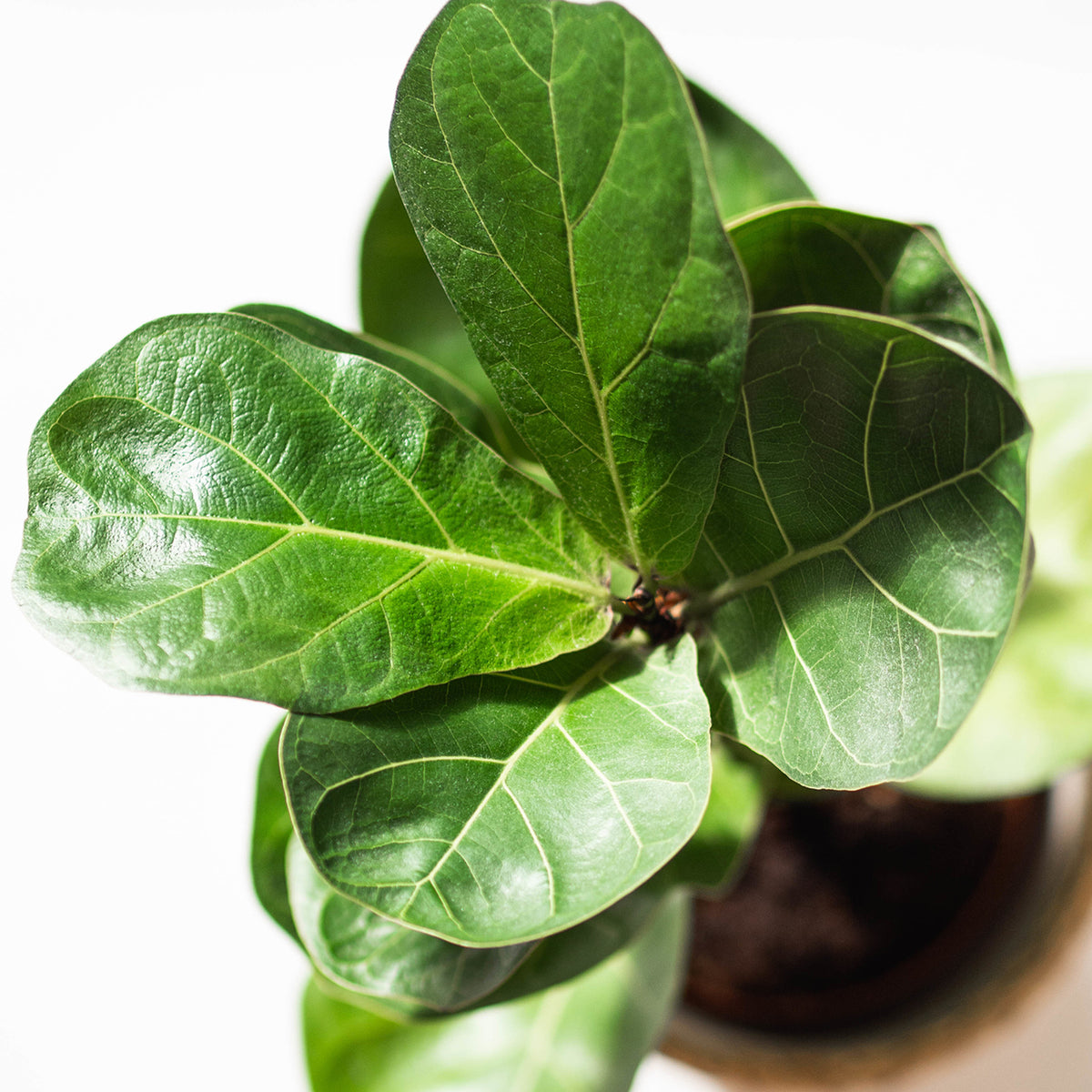 Ficus Lyrata Live Plant with Broad Fiddle-Shaped Green Foliage