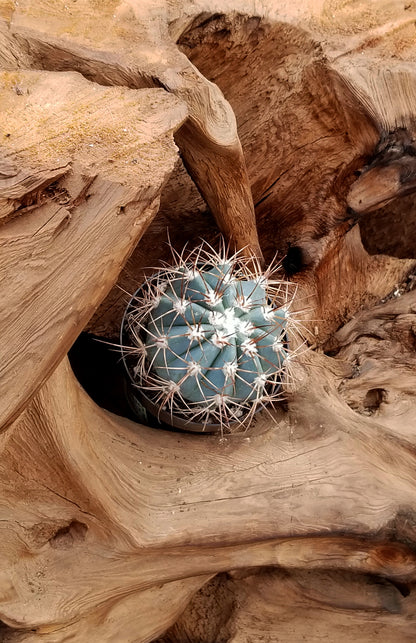 Melocactus Azureus Live Cactus with Distinctive Rounded Blue-Green Form