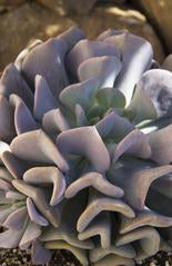 Close-up of a mauve and dusty pink succulent with layered, wavy petal-like leaves
