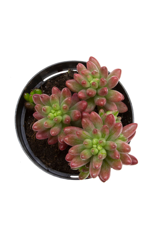 Garden Champions™ Sedum rubrotinctum ‘Aurora’ succulent plant