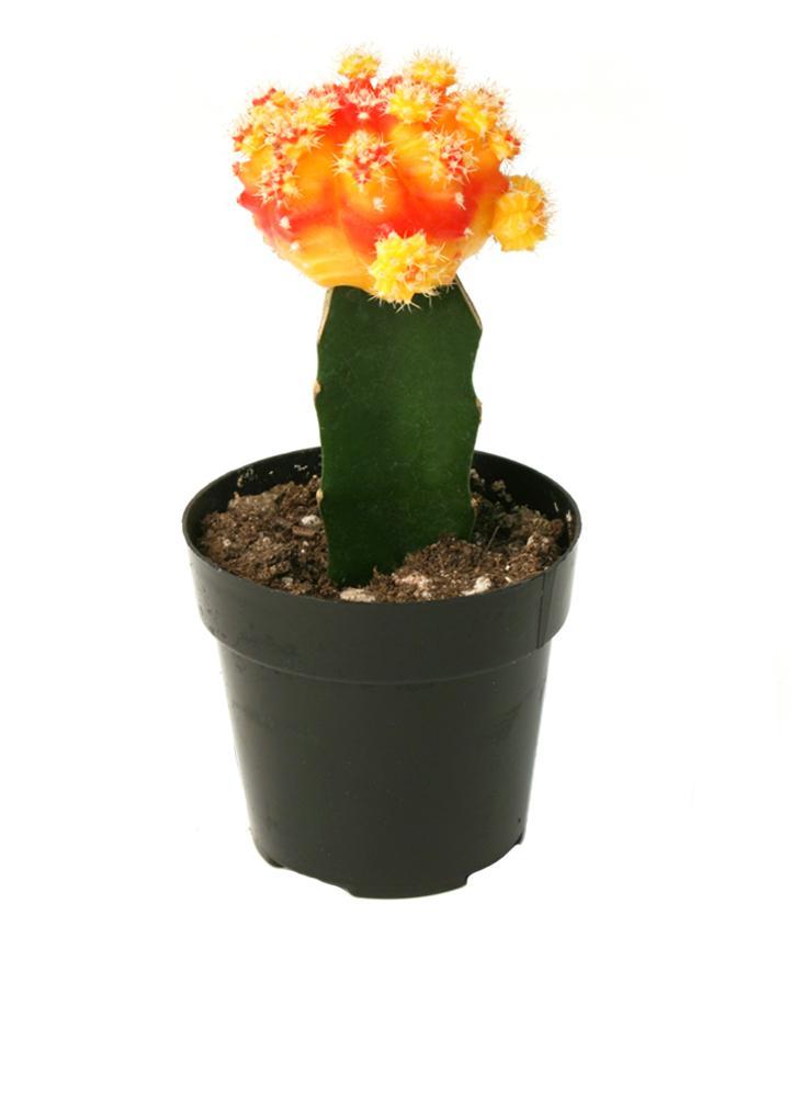 Colorful Gymnocalycium Hibotan Moon Cactus in a pot
