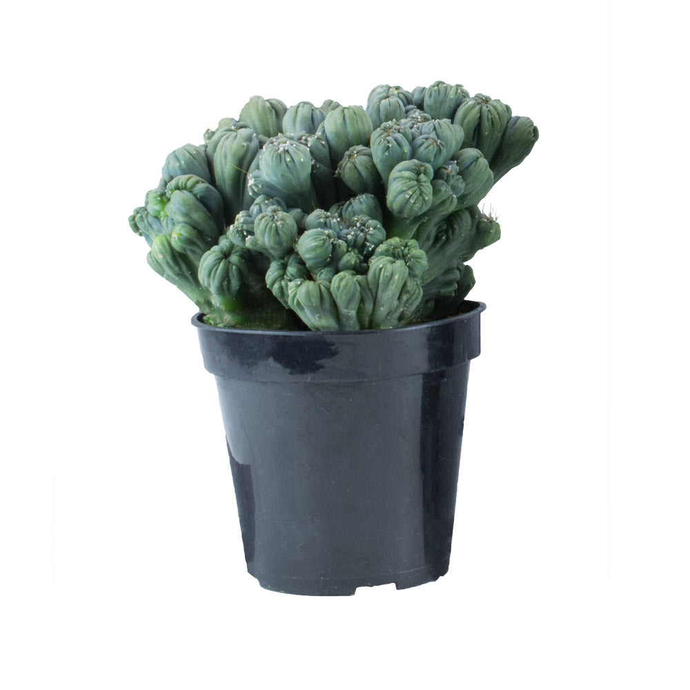 Cereus forbesii monstrose ‘Ming Thing’ unique blue-green cactus