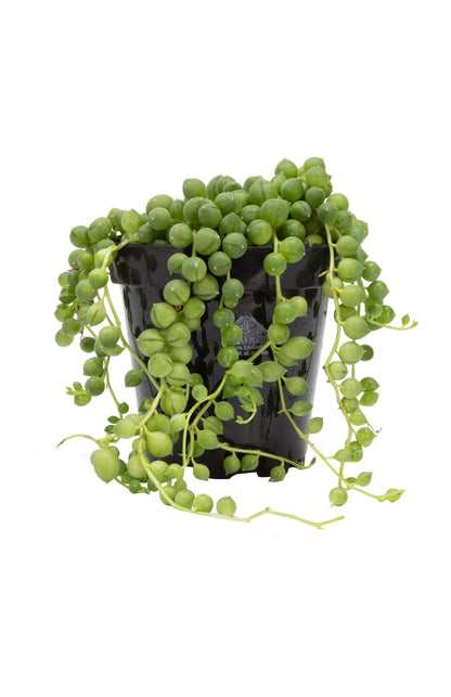 String of Pearls succulent with cascading bead-like foliage