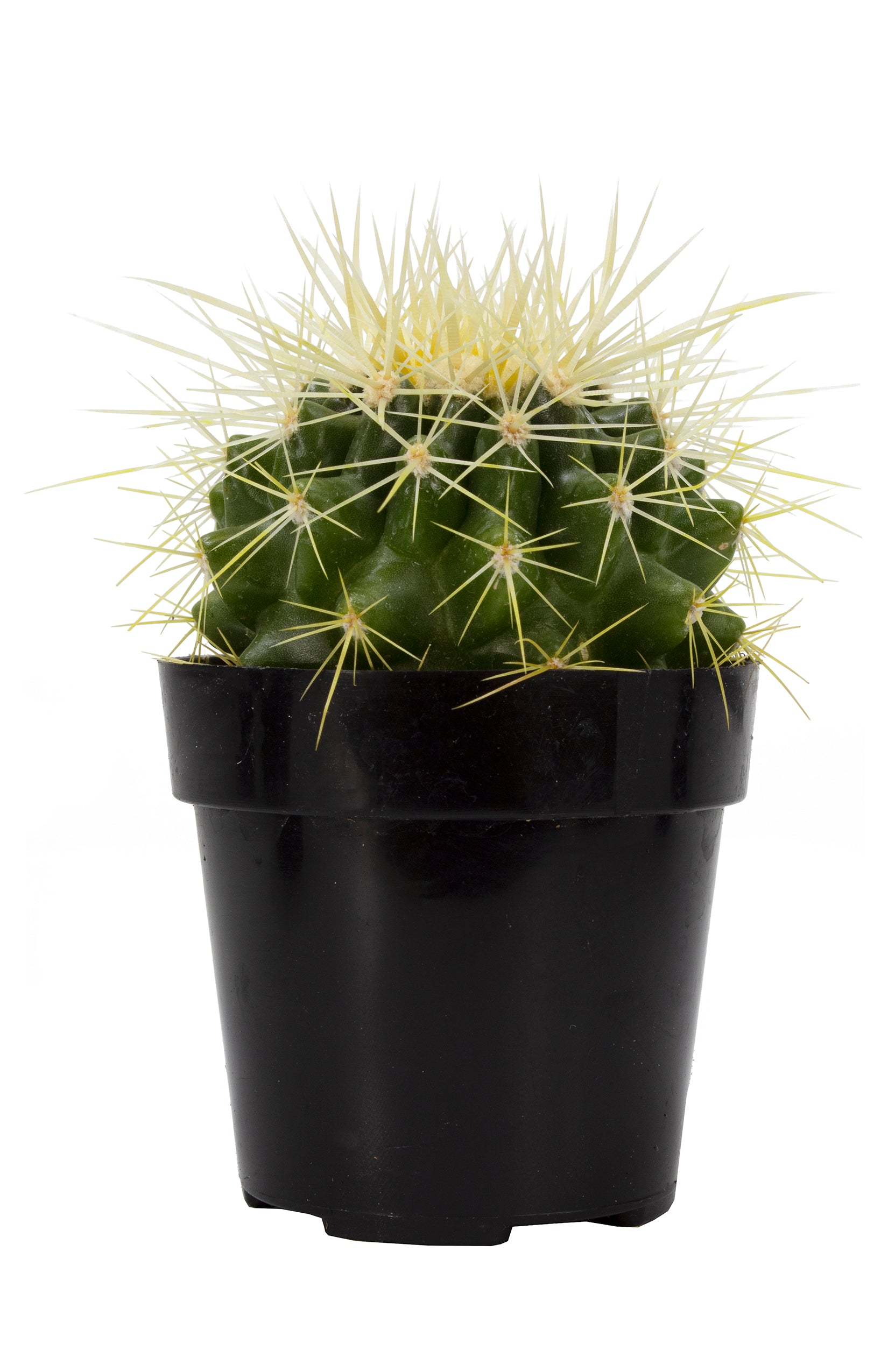 Echinocactus grusonii “Golden Barrel Cactus”