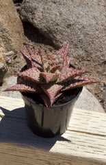 Aloe firecracker angle outdoor sun lifestyle