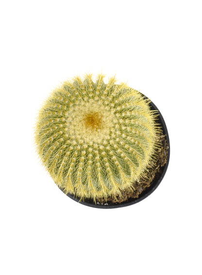 A single golden ball cactus, displaying dense yellow spines and a central stem.