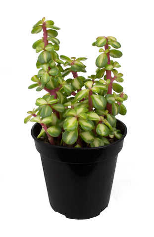 portulacaria afra prostrata cats Portulacaria afra 'Medio-picta' (Midstripe Rainbow Bush) – Altman Plants