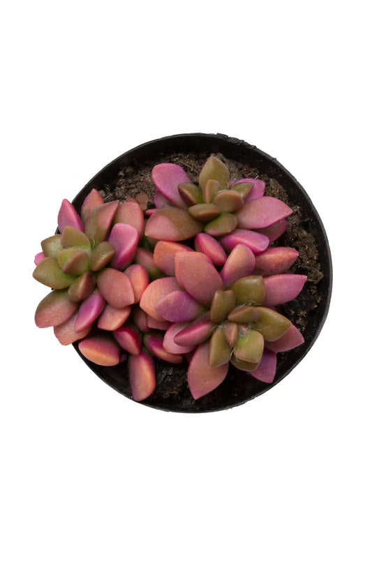 Variegated Sunrise Anacampseros with pink and green foliage