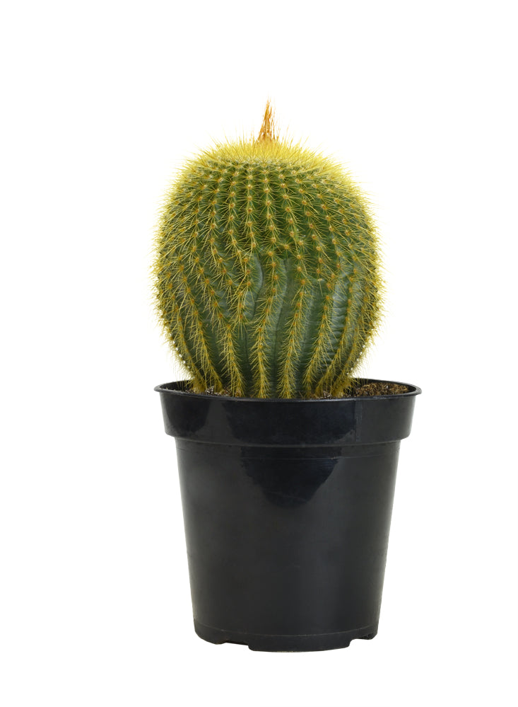 Golden Ball Cactus with bright yellow spines