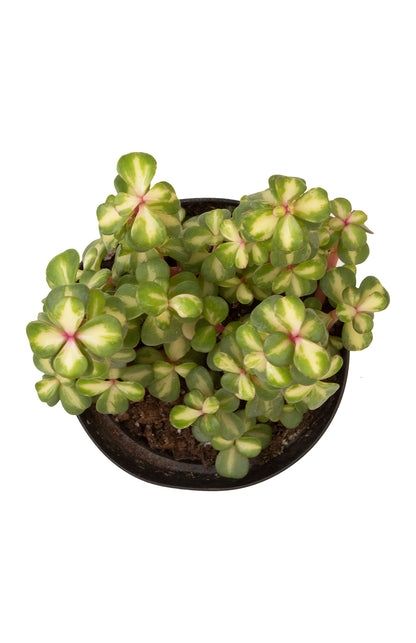 Midstripe Rainbow Bush Succulent Plant with Colorful Yellow-Cream Leaf Centers