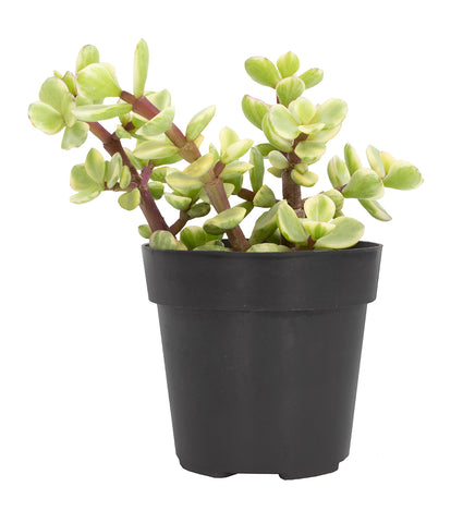 portulacaria afra variegata manny Portulacaria afra 'Variegata' “Rainbow Elephant Bush” – Altman Plants