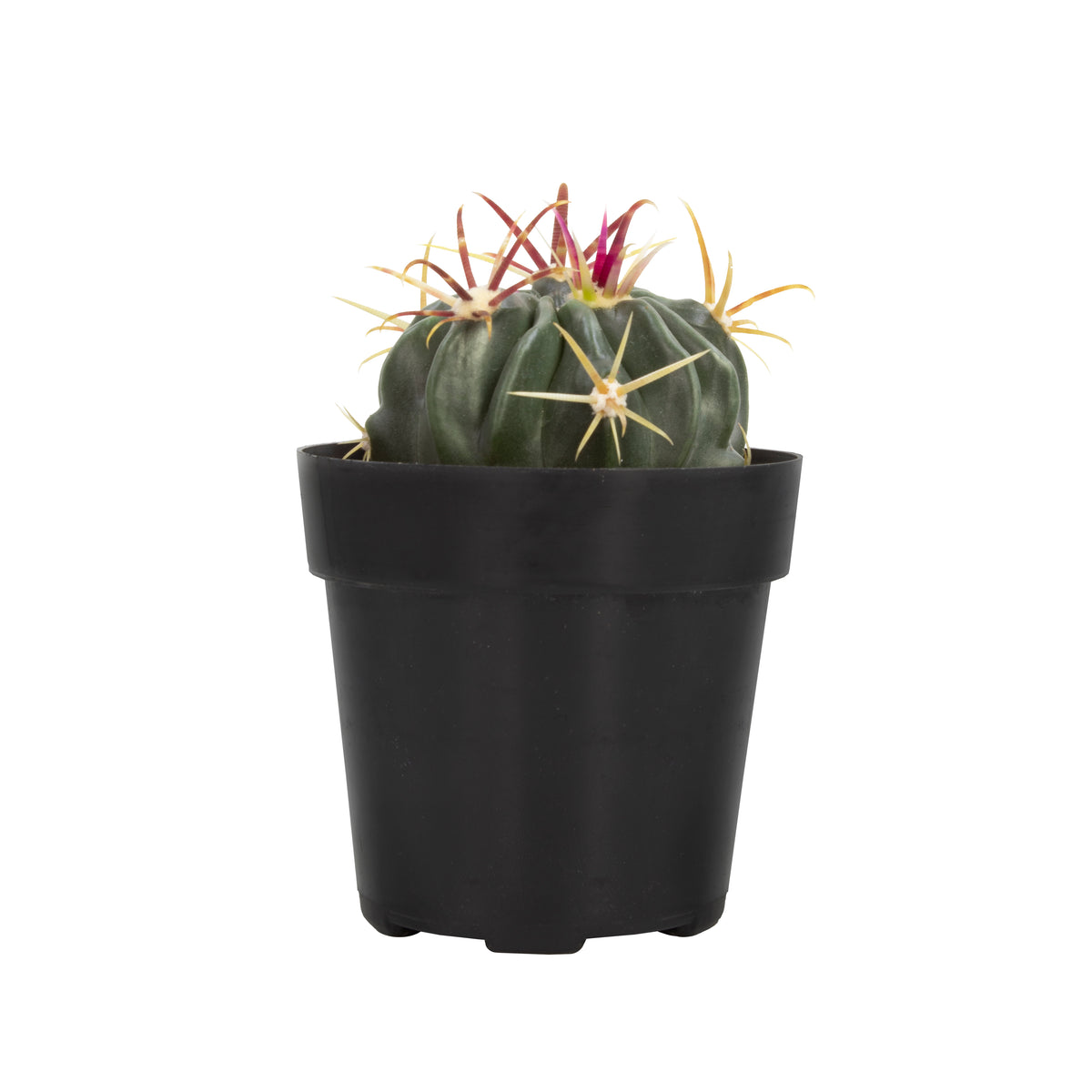 Devil’s Tongue Barrel Cactus – Unique Ferocactus Latispinus Succulent Plant