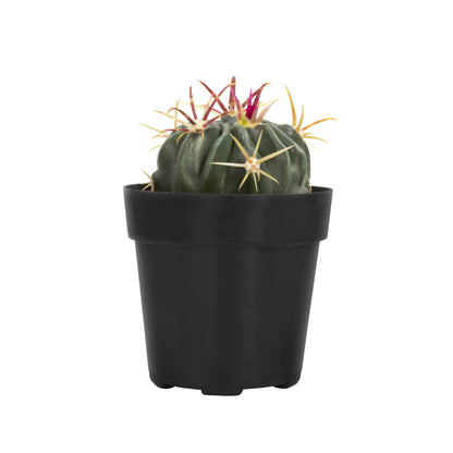 Devil’s Tongue Barrel Cactus – Unique Ferocactus Latispinus Succulent Plant