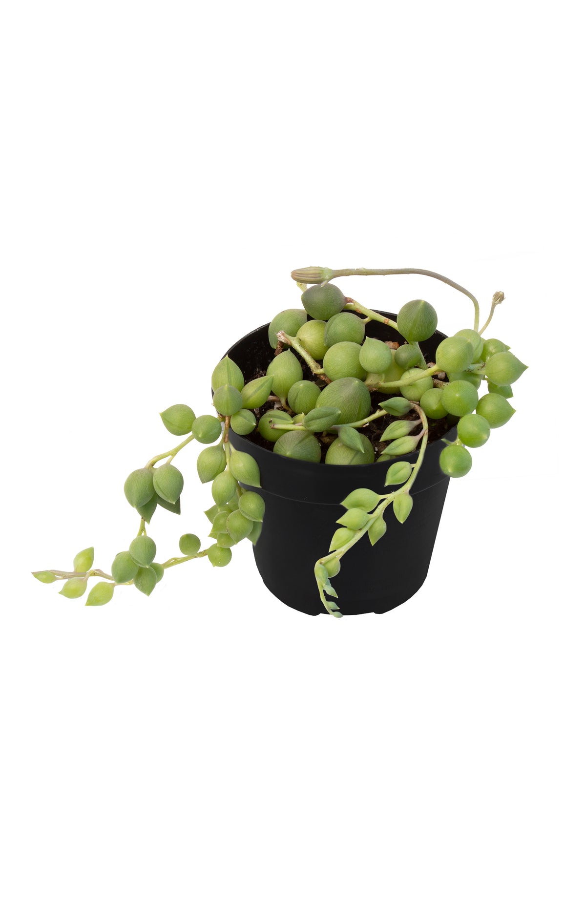 Senecio String of Raindrops with Plump Green Raindrop-Shaped Leaves