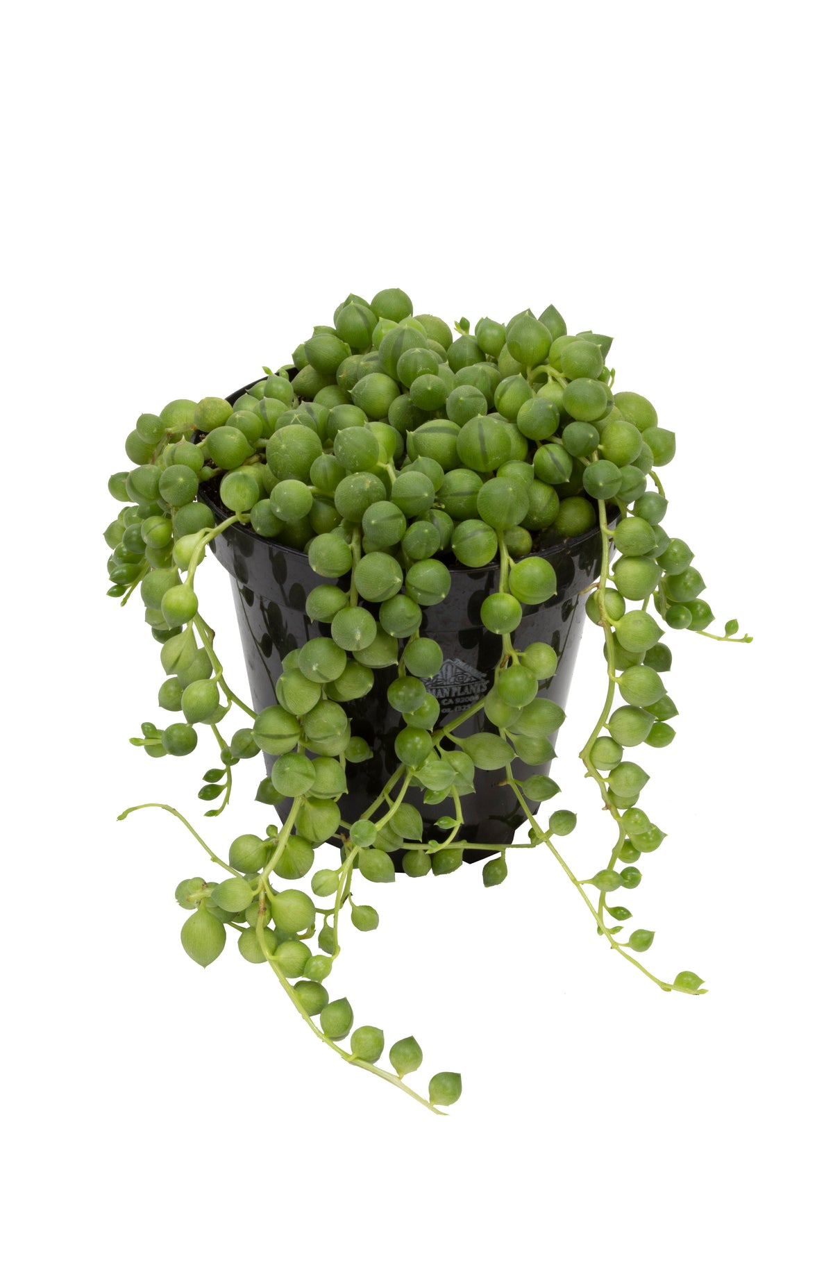 Senecio rowleyanus String of Pearls trailing succulent plant