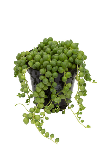 Senecio rowleyanus String of Pearls trailing succulent plant