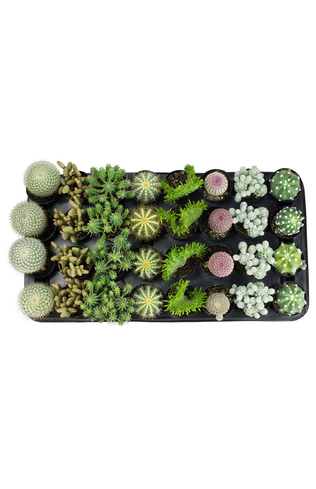 Colorful Assorted Cacti Collection in a Decorative Plant Tray