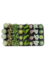 Assorted Cacti Tray