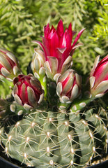 Gymnocalycium baldianum “Chin Cactus” - 2.5