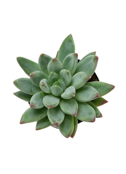 A Pachyveria 'Glauca' plant with tapered cylindrical green leaves with reddish tints and violet tones.