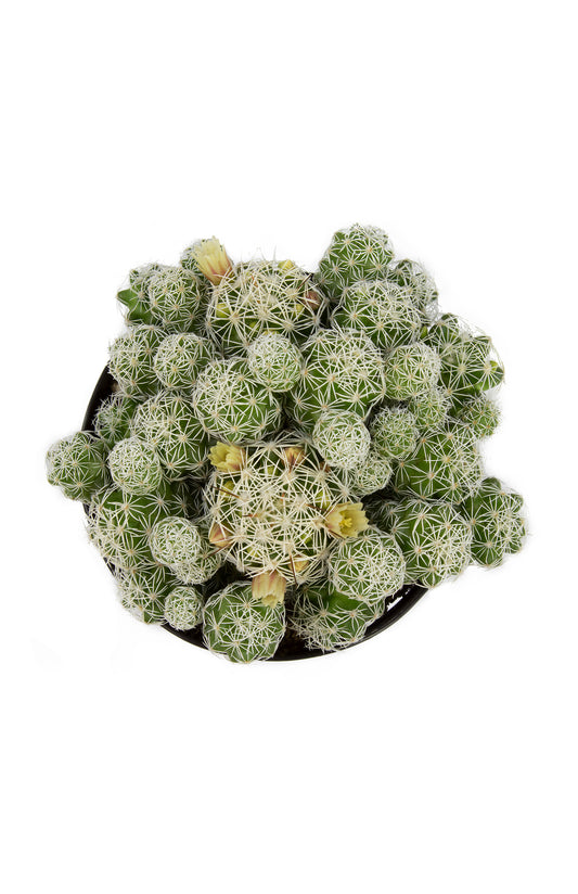 Mammillaria gracilis fragilis “Thimble Cactus” plant