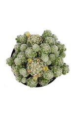 Mammillaria gracilis fragilis "Thimble Cactus"